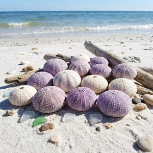 May include: A collection of round sea urchin tests in shades of purple, lavender, and off-white, arranged on white sand near pieces of weathered driftwood. Each urchin shell features a radial pattern of tiny bumps and a small circular opening.