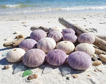 Natural Purple Sea Urchin Shells, 4-6cm Intact Beach Seashells, Coastal Mermaidcore Decor, Air Plant Holders, DIY Craft Wedding Shell Lot