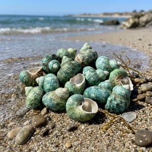 May include: A collection of small, spiraled sea snail shells featuring mottled shades of teal, green, and brown. The shells have smooth, rounded surfaces with visible whorls and open apertures, clustered together in a dense, irregular pile.