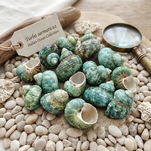 May include: A collection of Turbo sarmaticus seashells featuring mottled green and brown patterns with smooth white apertures. A beige tag labeled "Turbo sarmaticus Indian Ocean Collection" is attached to a piece of driftwood nearby.