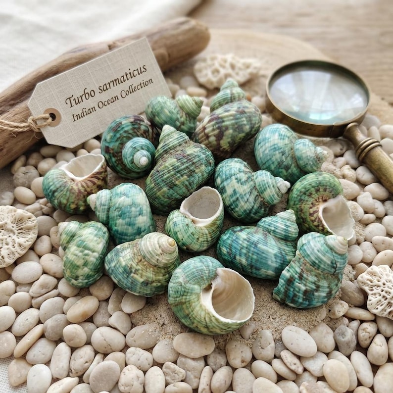May include: A collection of Turbo sarmaticus seashells featuring mottled green and brown patterns with smooth white apertures. A beige tag labeled "Turbo sarmaticus Indian Ocean Collection" is attached to a piece of driftwood nearby.