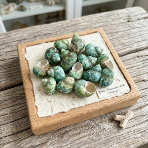 May include: A collection of green periwinkle shells, Turbo sp., arranged on a square piece of textured off-white paper inside a light wood frame. A small white label with the text Green Periwinkle Shells (Turbo sp.) is placed on the paper.