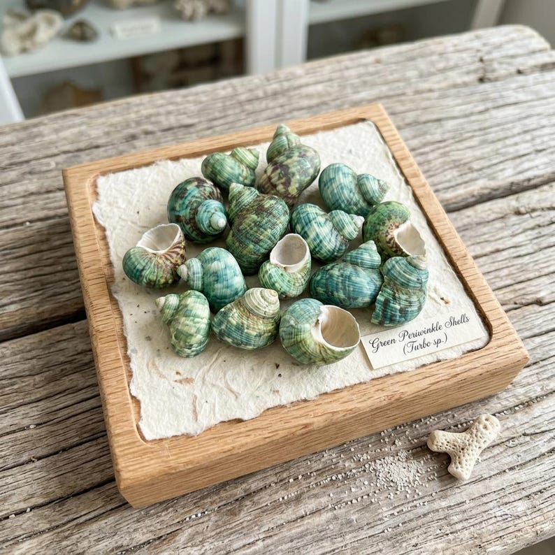 May include: A collection of green periwinkle shells, Turbo sp., arranged on a square piece of textured off-white paper inside a light wood frame. A small white label with the text Green Periwinkle Shells (Turbo sp.) is placed on the paper.