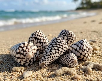Natural Marbled Cone Shells, Polished Black & White Cone Seashells, Leopard Print Shell Lot, Coastal Shelf Decor, DIY Crafting Supplies
