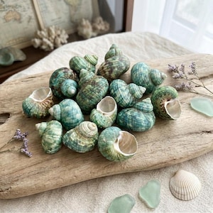 May include: A collection of spiral sea shells in shades of green, teal, and brown resting on a piece of driftwood. The shells feature varied textures and patterns, with some showing smooth surfaces and others displaying intricate ridges and whorls.