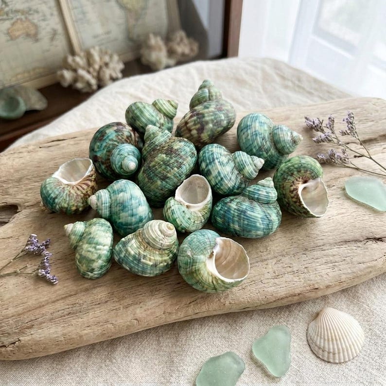 May include: A collection of spiral sea shells in shades of green, teal, and brown resting on a piece of driftwood. The shells feature varied textures and patterns, with some showing smooth surfaces and others displaying intricate ridges and whorls.