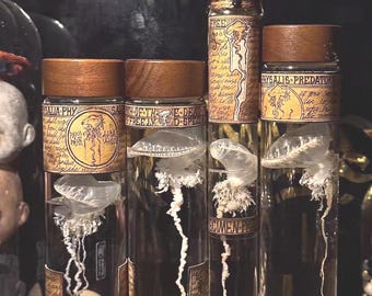 Gothic Preserved Jellyfish Specimen, Dark Academia Curiosity Cabinet Art (20cm Jar)