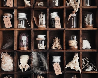 Caja Misteriosa de Curiosidades Naturales / Huesos de animales éticos, cristales, fósiles (personalizable)