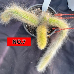 Monkey Tail Cactus | One of a Kind Mature Trailing Plant | Exact Plant Pictured | Gift for Balcony & Courtyard | 6-10 | Bare Root Shipping