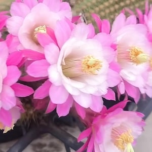 May include: A cluster of vibrant cactus flowers featuring multiple layers of delicate petals that transition from a deep magenta pink at the outer edges to a soft white near the center, surrounding a prominent cluster of bright yellow stamens.