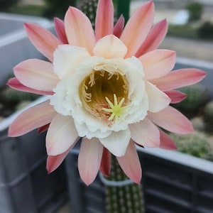 May include: A blooming cactus flower featuring multiple layers of elongated, soft pink petals surrounding a ruffled, creamy white inner section. The center contains a bright yellow stamen cluster and a prominent, star-shaped light green stigma.