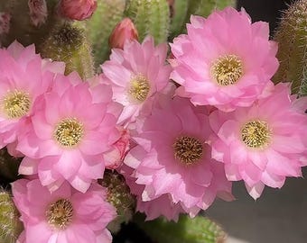 Erdnusskaktus 'Pink Lady' | Steckling | Lebend blühender Steckling zum Sammeln & Verschenken