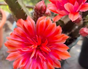 Echinocereus pentalophus, 'Lady Finger' Cactus | CUTTING | Red Double Flowers | Spiny | Easy Care | Fast Clustering