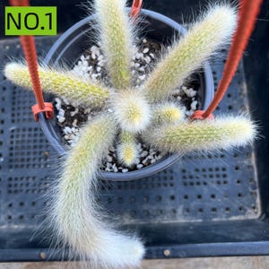 May include: A potted cactus with long, cylindrical, light green stems covered in fine, white, hair-like spines. The plant is housed in a dark gray plastic pot with white soil top dressing and features orange plastic hanging cords. Text NO.1 is visible.