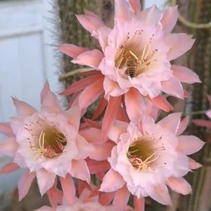 Könnte beinhalten: Drei große, blassrosa Kaktusblüten in voller Blüte mit spitzen Blütenblättern und gelben Zentren. Eine kleine Biene ist in der oberen Blüte zu sehen, wie sie Pollen von den Staubgefäßen sammelt. Die Blüten sitzen an einem hohen, stacheligen Kaktus.