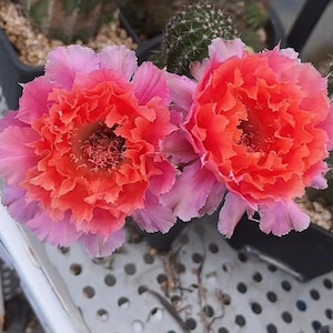 Op de afbeelding: Close-up van twee levendige cactusbloemen. De bloemblaadjes gaan over van diep roze naar een heldere oranje tint, wat een opvallend contrast creëert. De bloemen hebben een gekreukte textuur en staan in volle bloei, waarbij hun ingewikkelde details worden getoond.