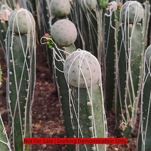 Puede incluir: Un grupo de cactus columnares verdes con injertos de cactus redondeados y claros en sus partes superiores. Finas bandas elásticas blancas envuelven los injertos y bajan por los lados de los cactus para asegurar las uniones. Texto: Not For Sale.