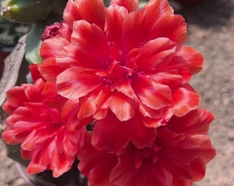 Echinocereus 'Momotaro' | 1.2''CUTTING | Red Double Flowers | Spineless | Easy Care | Fast Clustering | New Rare Variety