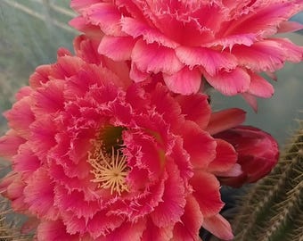 Trichocereus 'Mona Lisa' / Esqueje de 3,8 cm / Hijuelos híbridos de Echinopsis / Flor roja gigante / Sin raíces