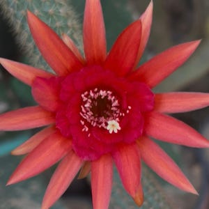 Pode incluir: Uma vibrante flor de cacto vermelha com pétalas longas e pontiagudas que irradiam de um grupo central de estames. A flor apresenta um centro carmesim profundo e uma pequena estrutura única em forma de pétala amarelo-pálida entre os estames.