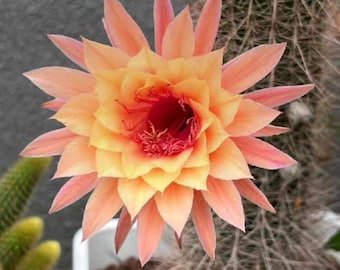 Hildewintera 'Aurora' | Aufrechtwachsend | Säulenförmiger Stiel Ohne Nachlauf | Große bunte Blüten