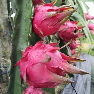 May include: Close-up of vibrant pink dragon fruit growing on a green cactus plant. The fruit has a textured surface with green and brown tips. Water droplets are visible on the fruit, suggesting recent rainfall. The image showcases the exotic fruit in its natural environment.