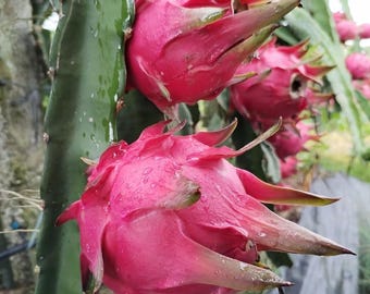 Dragon Fruit Plant Cutting Branch 'Jindu No.1' | Self-pollinating | Fruits weigh 400–700g | fast-growing | Sweet Asian Variety