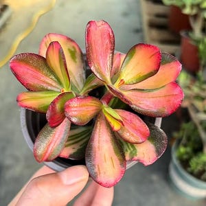 Könnte beinhalten: Nahaufnahme einer Sukkulentenpflanze mit leuchtenden, farbenfrohen Blättern. Die Blätter zeigen eine Mischung aus Rosa, Rot, Orange und Grün, was einen auffälligen visuellen Kontrast erzeugt. Die Pflanze befindet sich in einem kleinen, schwarzen Plastiktopf, der von einer Hand gehalten wird.