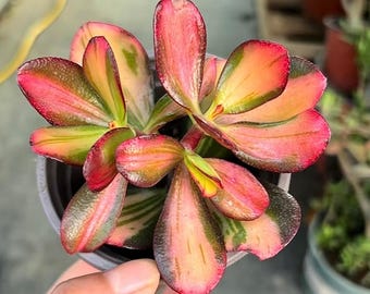Crassula ovata 'Return of Beauty' | 4''Rooted | Rare Variegated Jade Plant