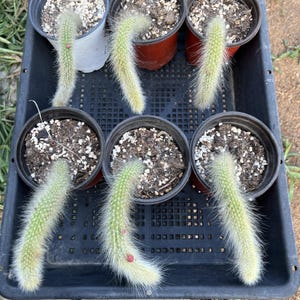 May include: Six individual cylindrical cacti with light green skin and fine white spines, each planted in a separate plastic pot filled with dark soil and perlite. The cacti are arranged in a black plastic tray, with some showing small pink buds.