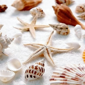 Natural Mixed Seashells and Conches for Aquarium Decor, Beach Wedding Crafts, Nautical DIY Vase Filler with Starfish, Fish Tank Accessories