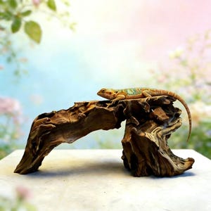 May include: A detailed image of a bearded dragon lizard resting on a decorative, weathered driftwood perch. The lizard has a tan body with green and blue markings. The wood perch is brown and has a natural, textured appearance.