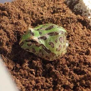 May include: A white ceramic mug with a black handle and the text "But First, Coffee" in a bold, black font. The mug is sitting on a wooden surface. The mug is 4 inches tall.