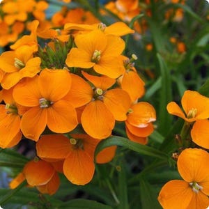 May include: Close-up of vibrant orange flowers with four petals each, clustered together. The flowers have a textured appearance and are surrounded by green leaves. The image showcases a natural, floral theme.