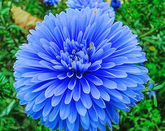 May include: A close-up of a vibrant blue flower with numerous petals, surrounded by green foliage. The flower is in full bloom, showcasing its intricate details and texture. Other blue flowers are visible in the background, creating a natural garden scene.