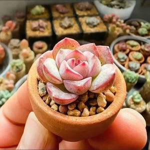 Macetas miniatura de terracota, pequeñas jardineras de arcilla para suculentas, jardines de hadas y manualidades.