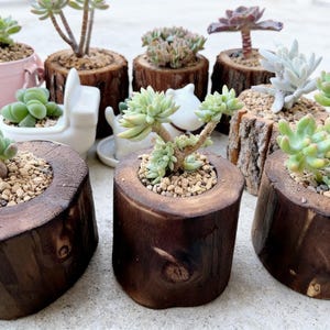 Puede incluir: Una colección de pequeñas plantas suculentas en varias macetas de madera. Las macetas están hechas de secciones de troncos de árboles, mostrando la veta natural de la madera. Las suculentas muestran tonos de verde y morado, con pequeñas piedras en el suelo.