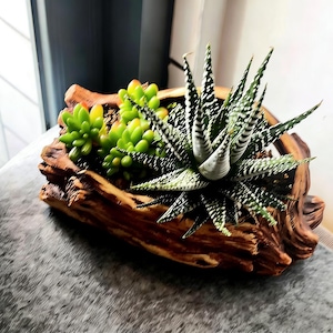 Può includere: Una fioriera in legno a forma di legno alla deriva, riempita con varie piante grasse. La fioriera ha una finitura naturale a venature del legno. Le piante grasse includono varietà verdi, gialle e macchiate di bianco.