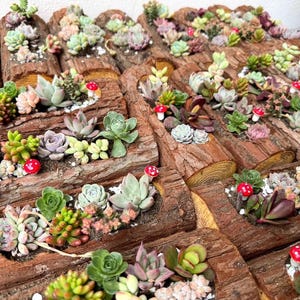 Może przedstawiać: Aranżacja różnych sukulentów posadzonych w rustykalnych, wydrążonych drewnianych kłodach. Sukulenty prezentują gamę kolorów, w tym zielony, fioletowy i różowy. Małe czerwone dekoracje w kształcie grzybów są rozrzucone.