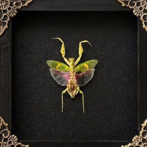 May include: A framed insect specimen with a black frame and ornate gold corner accents. The insect has a yellow body, green wings, and a pink abdomen. The background is black, and the frame sits on a wooden surface.