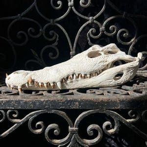 May include: An off-white, elongated crocodile skull featuring a textured, bony surface and a full set of sharp, pointed teeth with tan-coloured tips. The skull displays prominent eye sockets and nasal openings, showcasing the natural anatomy.