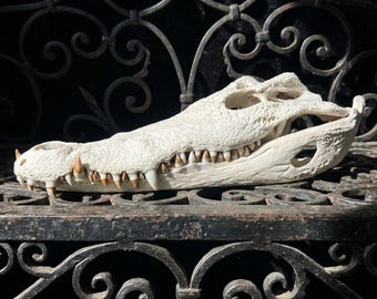 Véritable spécimen de crâne d'alligator | Taxidermie ostéologique authentique pour reptiles | Décoration gothique des marais | Bibelots de culture vautour