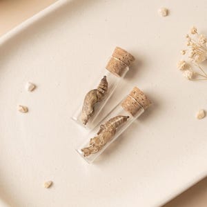 May include: Two small glass vials with cork stoppers, each containing a dried insect specimen. The vials are clear, allowing a view of the beige-coloured insects. The vials rest on a white, slightly textured surface.