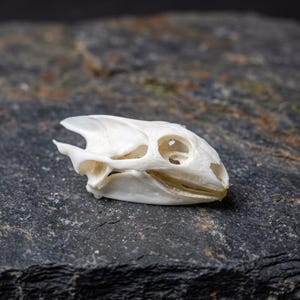 May include: A small, off-white animal skull featuring a pointed snout, large eye sockets, and a complex structure of bone ridges along the cranium. The skull is smooth in texture and exhibits a natural, weathered appearance with visible sutures.