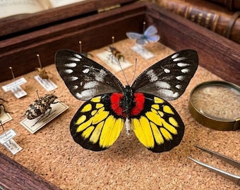 Real  Butterfly Specimen | Delias Swarm Wall Art | Entomological Decor | Dark Academia | Oddities Cabinet