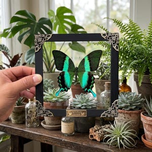 Puede incluir: Una mariposa enmarcada con vibrantes alas verdes y turquesas, presentada en un marco negro con detalles de esquina ornamentados. La mariposa se encuentra sobre un fondo de plantas en macetas y suculentas, creando una estética natural.