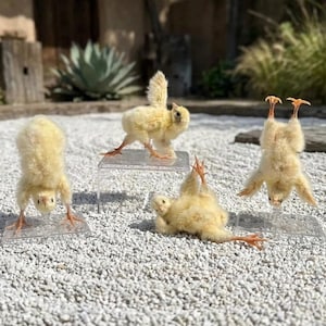 May include: Four taxidermy yellow chicks in various acrobatic poses, including handstands and splits, each mounted on a clear acrylic rectangular base. The chicks have soft, fluffy downy feathers and orange feet, displayed on a bed of white gravel.