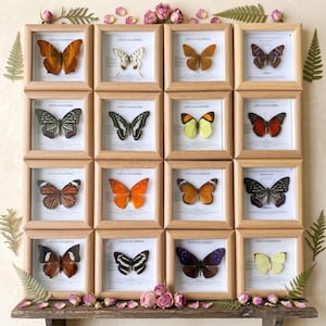 Puede incluir: Una colección de mariposas enmarcadas, cada una en un marco de madera, dispuestas en una cuadrícula. Las mariposas muestran una variedad de colores y patrones, incluyendo naranja, negro, blanco y amarillo. Los marcos se exhiben en una estantería de madera, con flores secas y vegetación.