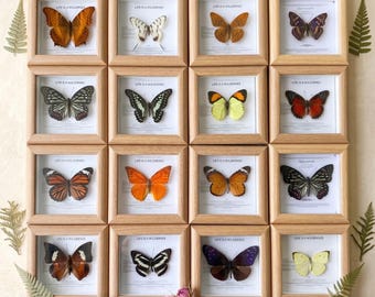 Conjunto completo de especímenes de mariposas para galería / Colección de vitrinas de entomología de calidad museística / Decoración macabra para el hogar / Decoración estilo academia oscura para el hogar