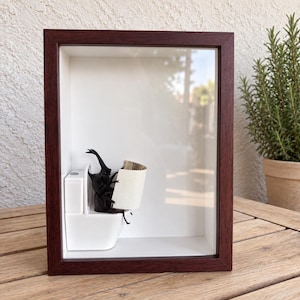 Divertido escarabajo rinoceronte en una caja de sombras para inodoro, espécimen de escarabajo caprichoso leyendo el periódico, diorama de taxidermia y entomología, decoración de escritorio novedosa
